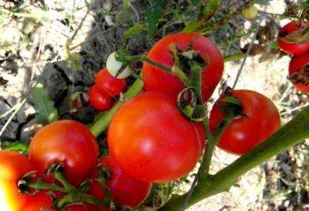 Сорт характеризуется небольшими компактными кустами с приятными на вкус плодами. Огородники уважают этот томат за устойчивость ко многим болезням.