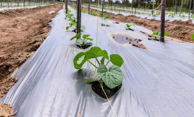 Пленка для мульчирования