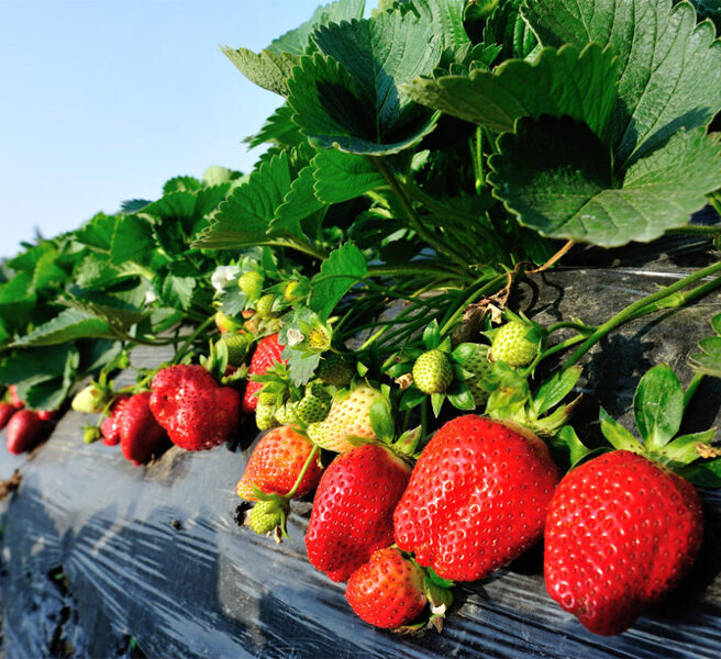 Как выбрать лучшие саженцы клубники? Как выбрать лучшие саженцы клубники?